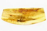 Detailed Fossil Stonefly (Plecoptera) In Baltic Amber #300708-1